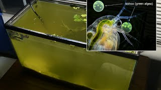 Raising Daphnia for the Freshwater Aquarium [upl. by Mullins]