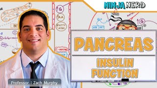 Endocrinology  Pancreas Insulin Function [upl. by Khorma822]