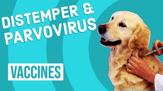 Canine Distemper amp Parvovirus Vaccine [upl. by Naillil]