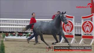 COLUMBUS Z Zangersheide stallion by Cornet Obolensky wwwequineevolutioncom [upl. by Apollus]