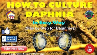 HOW TO CULTURE DAPHNIA In Easy Way [upl. by Connett]