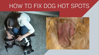 HOW TO TREAT DOG HOT SPOTS [upl. by Naamann]