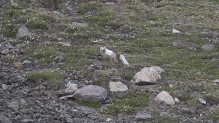 Renard arctique Vulpes lagopus Arctic Fox [upl. by Abernon]