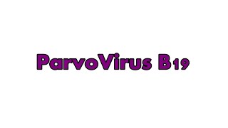 ParvoVirus B19  Characteristics Transmission Pathogenesis Laboratory diagnosis Treatment Prevention [upl. by Nylekcaj]