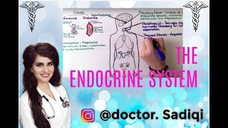 THE ENDOCRINE SYSTEM EXPLAINED UNDER 4 MINUTES [upl. by Fredenburg]