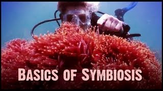 Symbiosis Mutualism Commensalism and Parasitism [upl. by Annohsat]